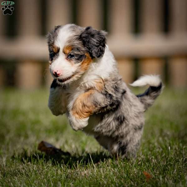 Willow, Mini Bernedoodle Puppy